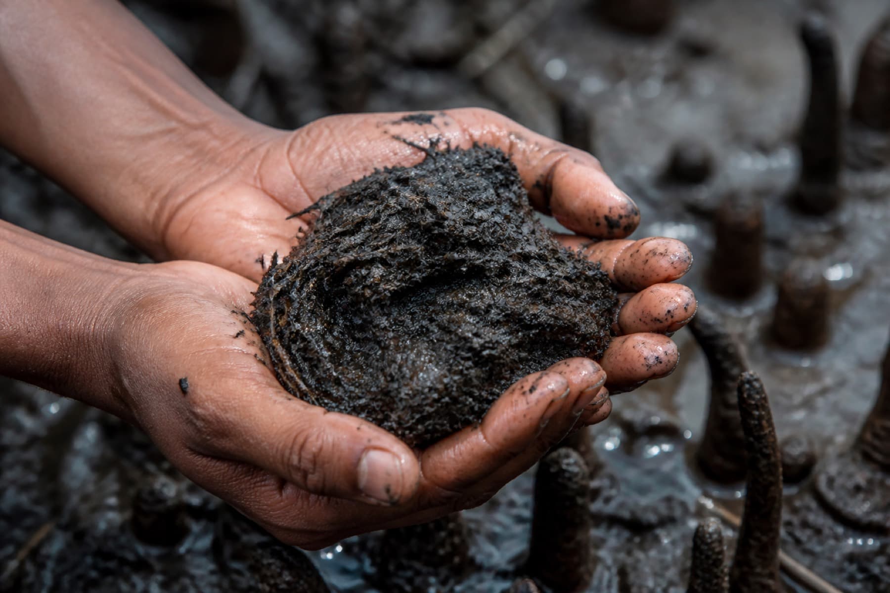 Dark carbon-rich mangrove mud