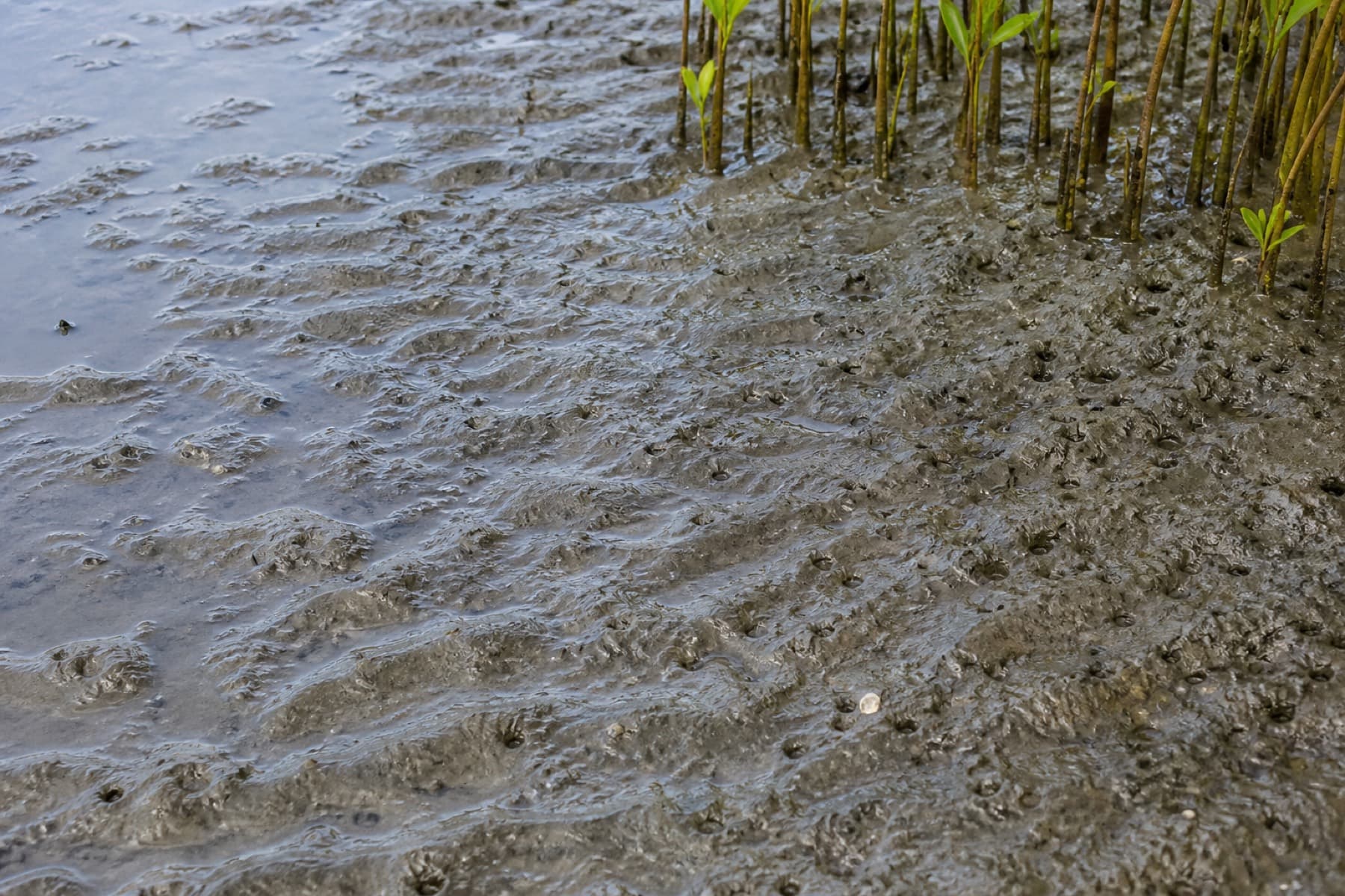 Intertidal mudflat at low tide, the land class of every live parcel