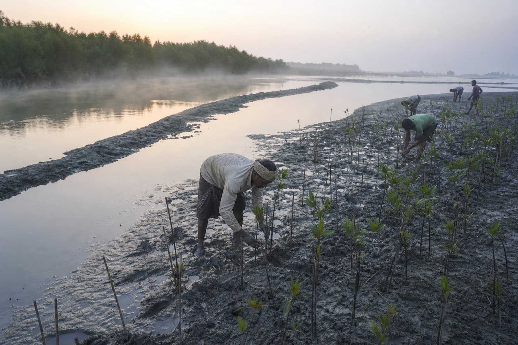 Mangrove saplings being planted along a tidal channel