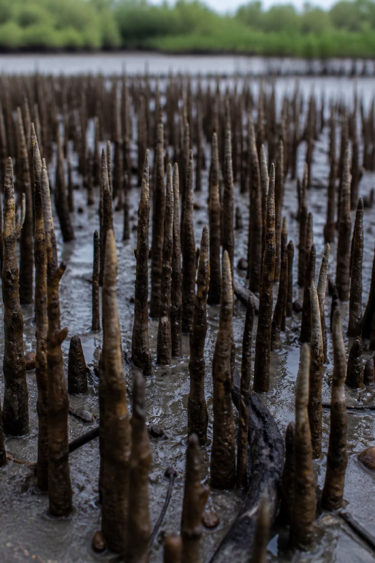 Mangrove pneumatophore roots