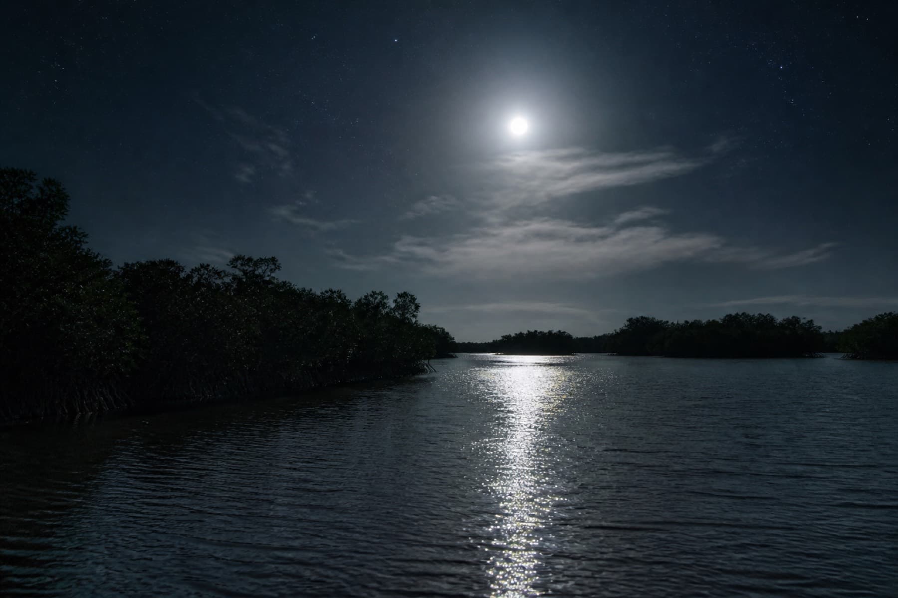 Moonlit mangrove estuary