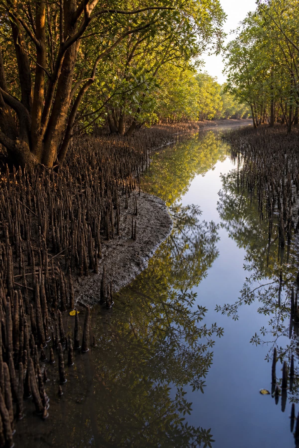 Tidal creek through mangrove roots
